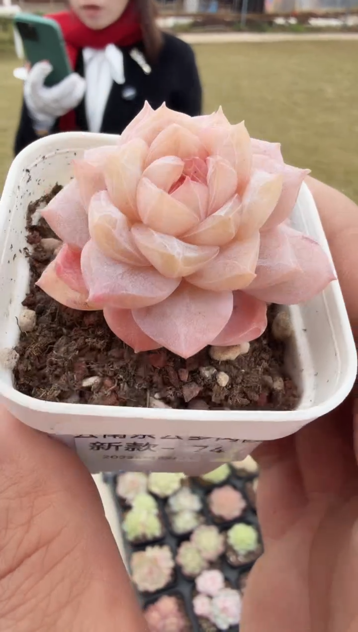 东云多肉园新款-74