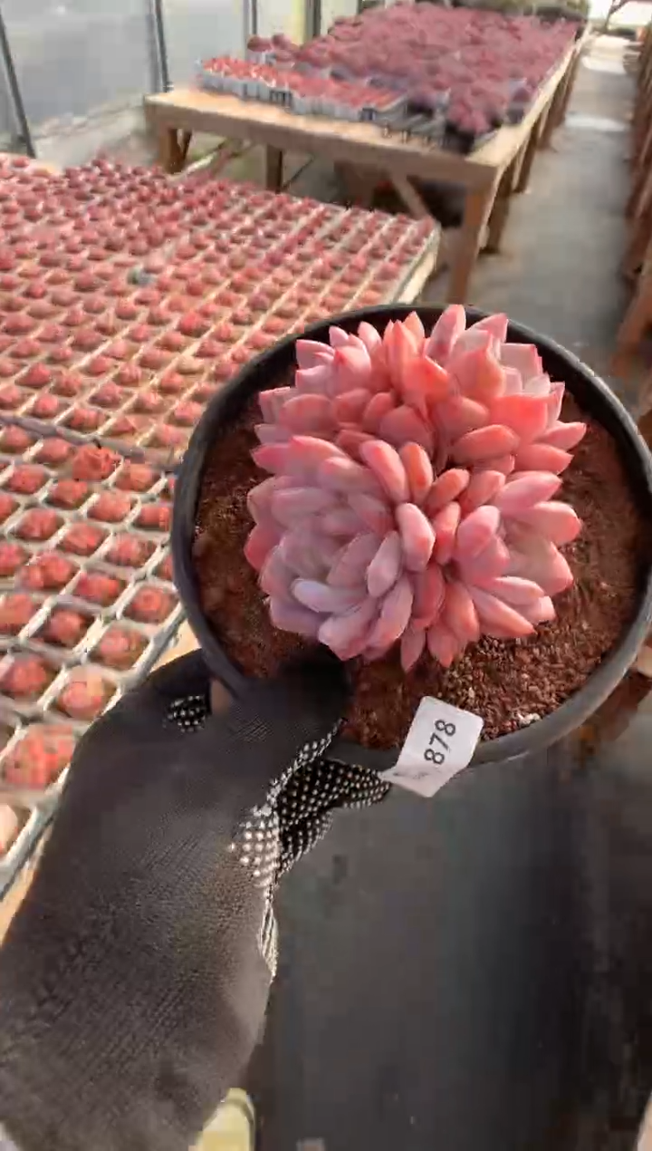 878韩橙一物一拍