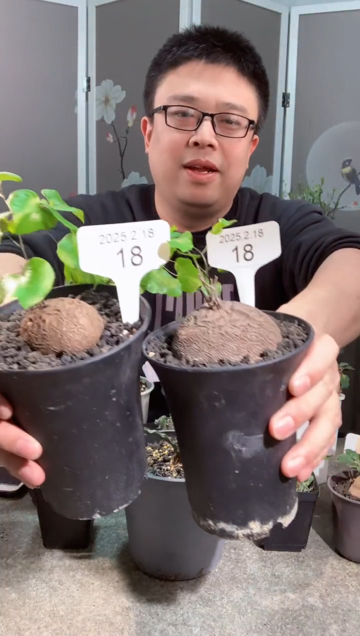 【闪购商品】南非龟甲龙2.18.18