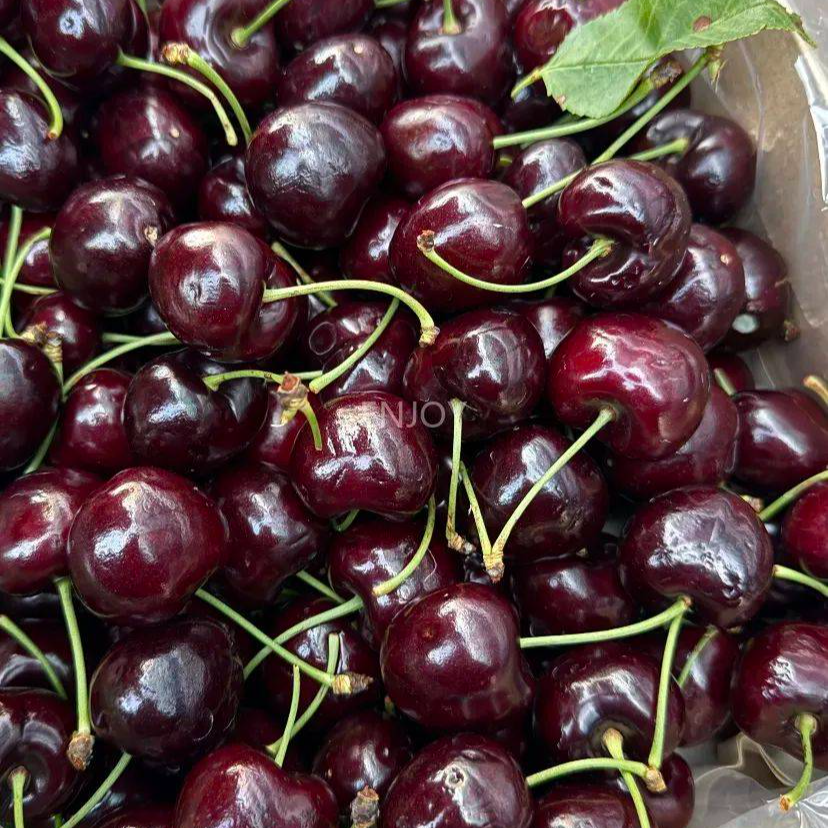 【当季热卖】智利海运黑车厘子JJD波板zana桑提娜车厘子一箱净果5斤内附果径卡太平洋红智利共和国