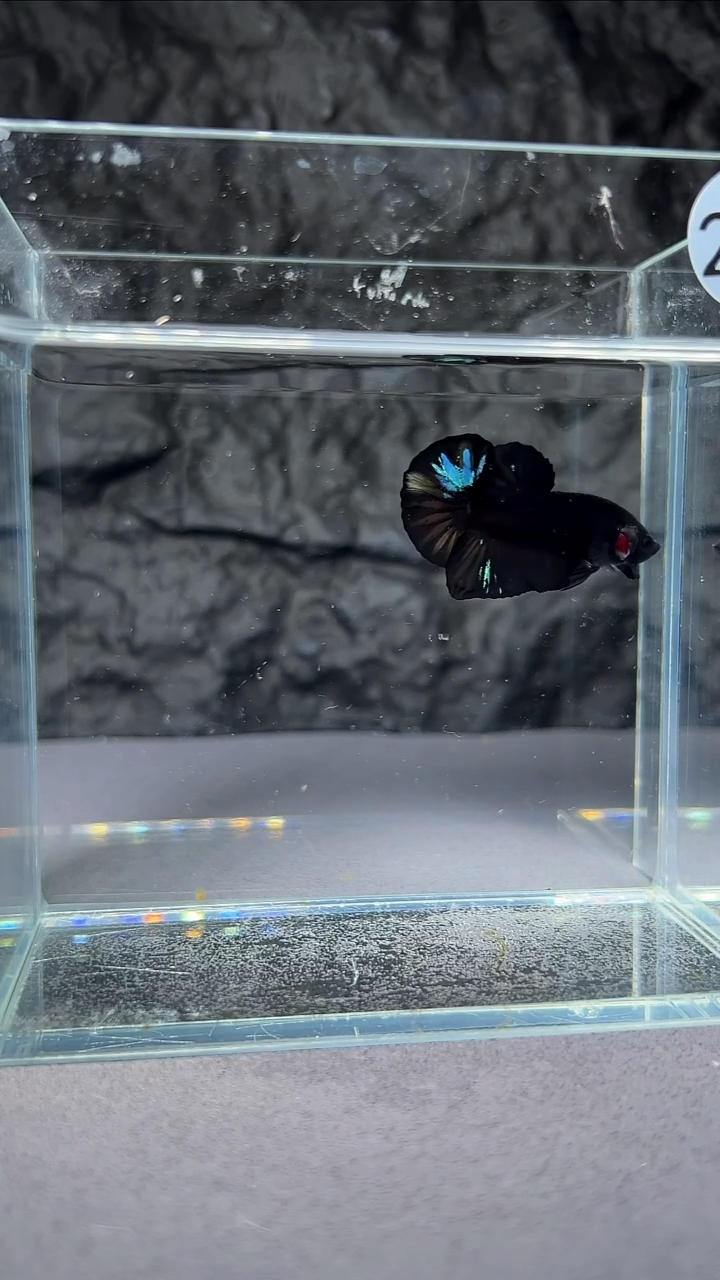 斗鱼竞拍链接A060