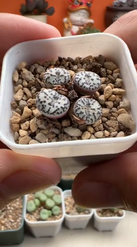 13好看的多肉冲冲冲