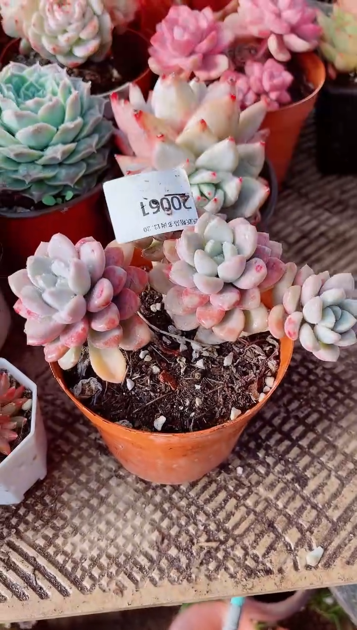 随*跃跃精品多肉20061