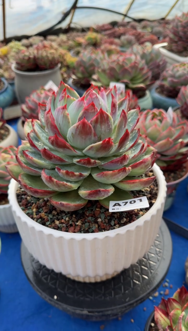 【闪购商品】A701惊鸿仙子（裸根发货）