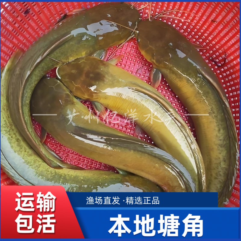 皇妃一号本地塘角鱼淡水养殖包邮广东广州发货