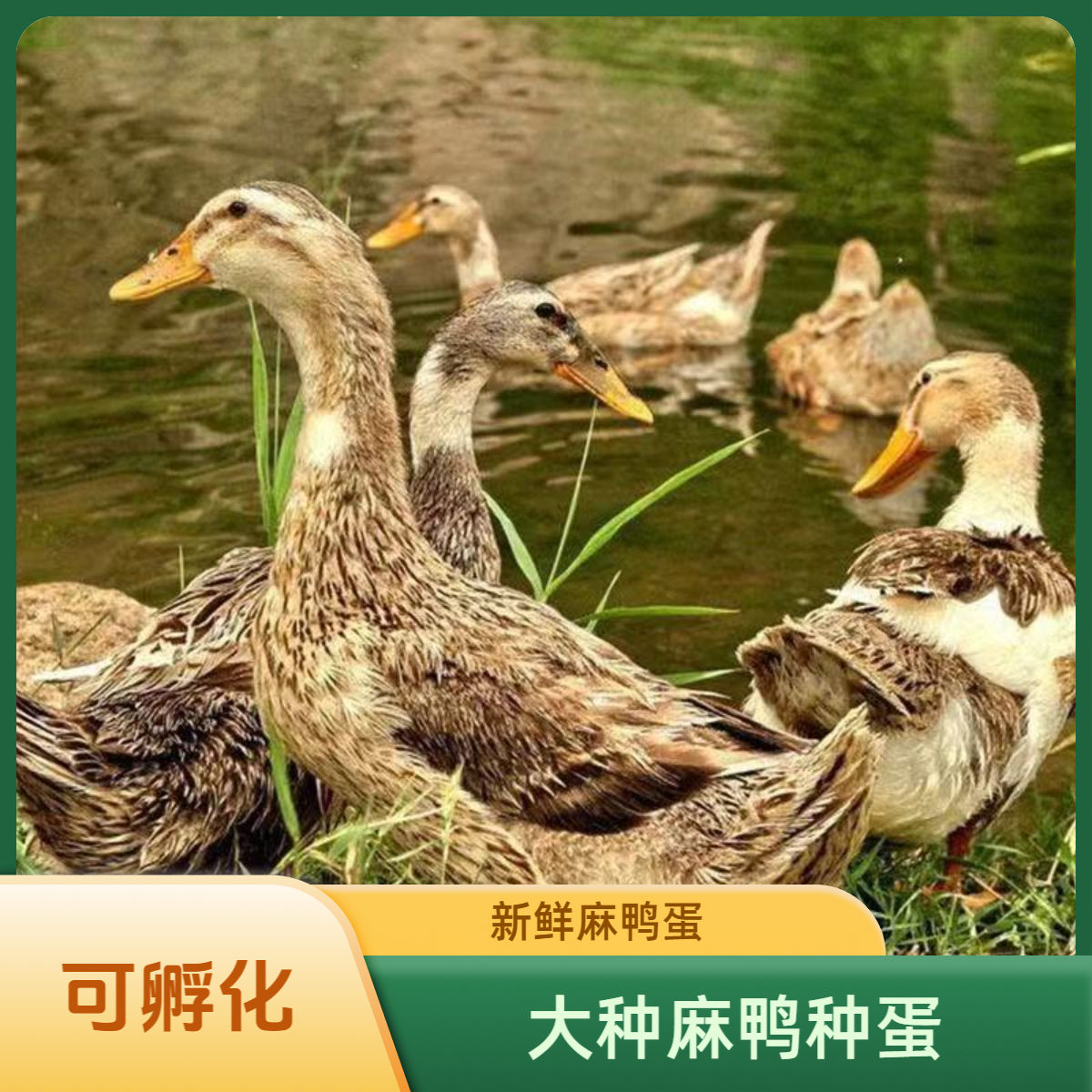 金定鸭新鲜鸭蛋当天现捡