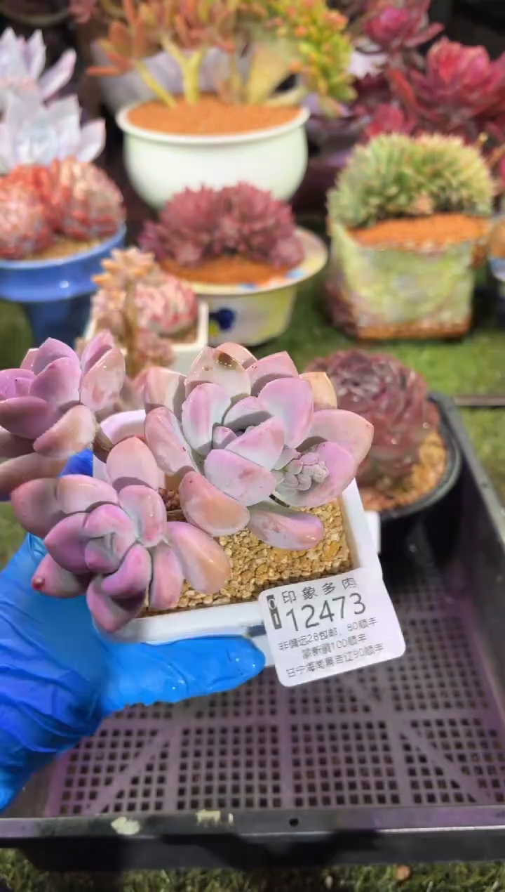 【闪购商品】12473