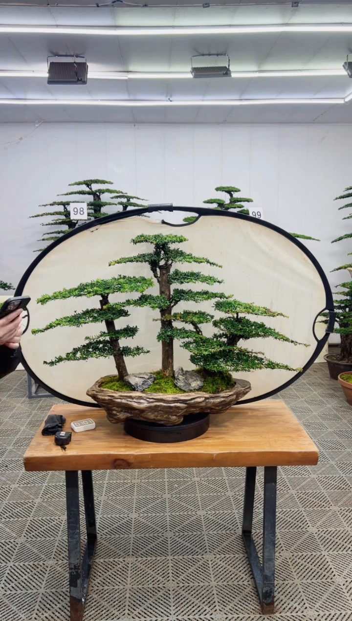 无花朵造型盆景一物一拍