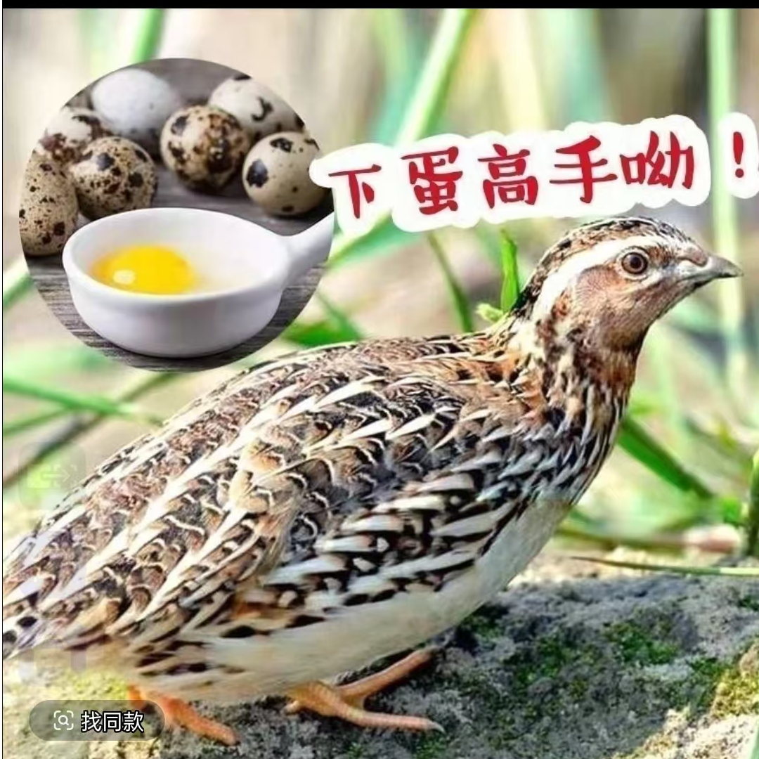黄羽鹌鹑产蛋王适合阳台宠物