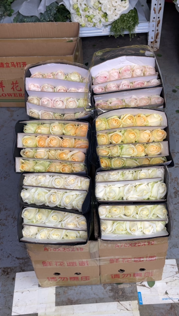 香槟20枝+白雪山20枝+粉红20枝