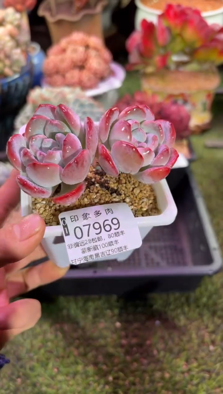 【闪购商品】07969