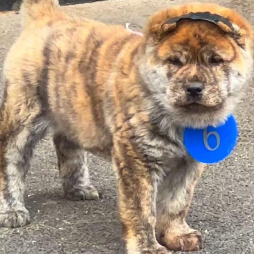 虎斑犬五黑犬田园犬黄狗白面土松犬土猎犬