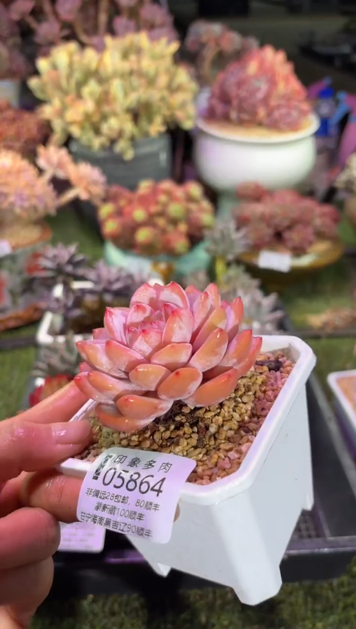 【闪购商品】05864