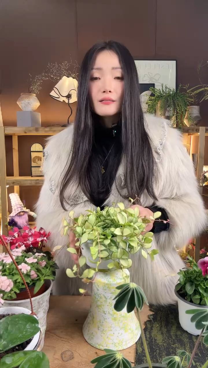 以实际为准樱****2白角锦965育苗盆