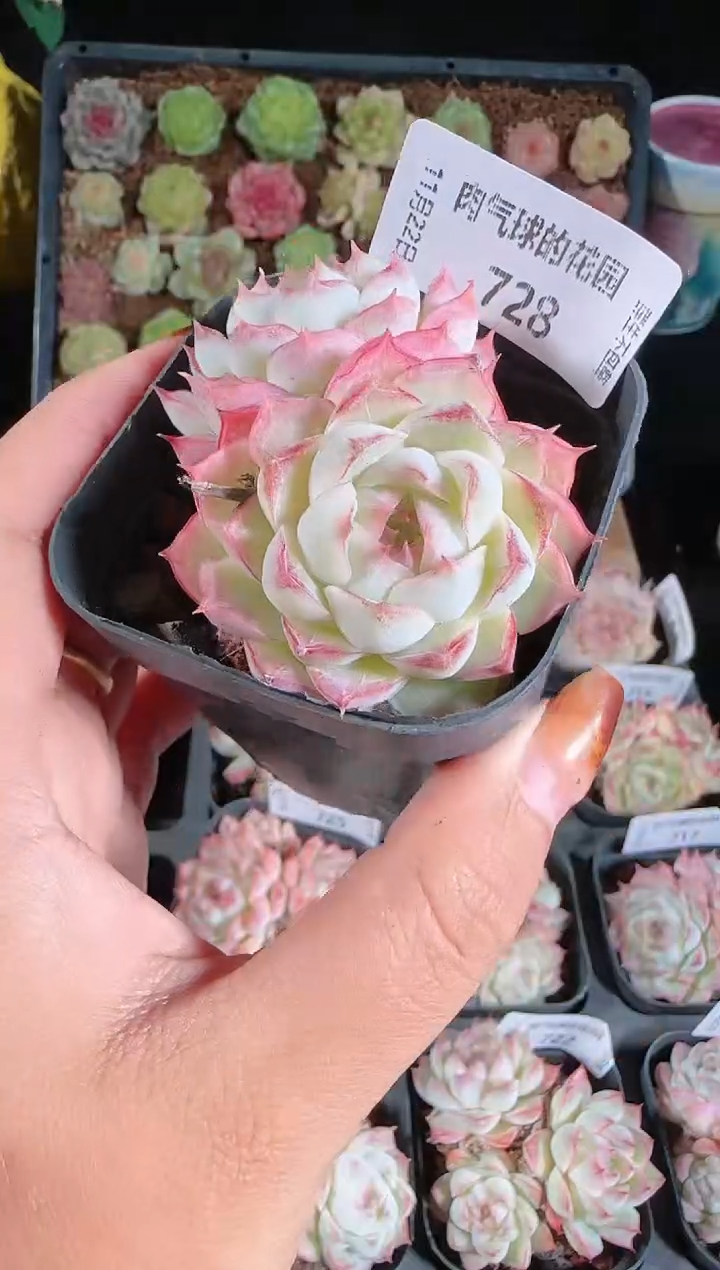 1122-728群生不包整