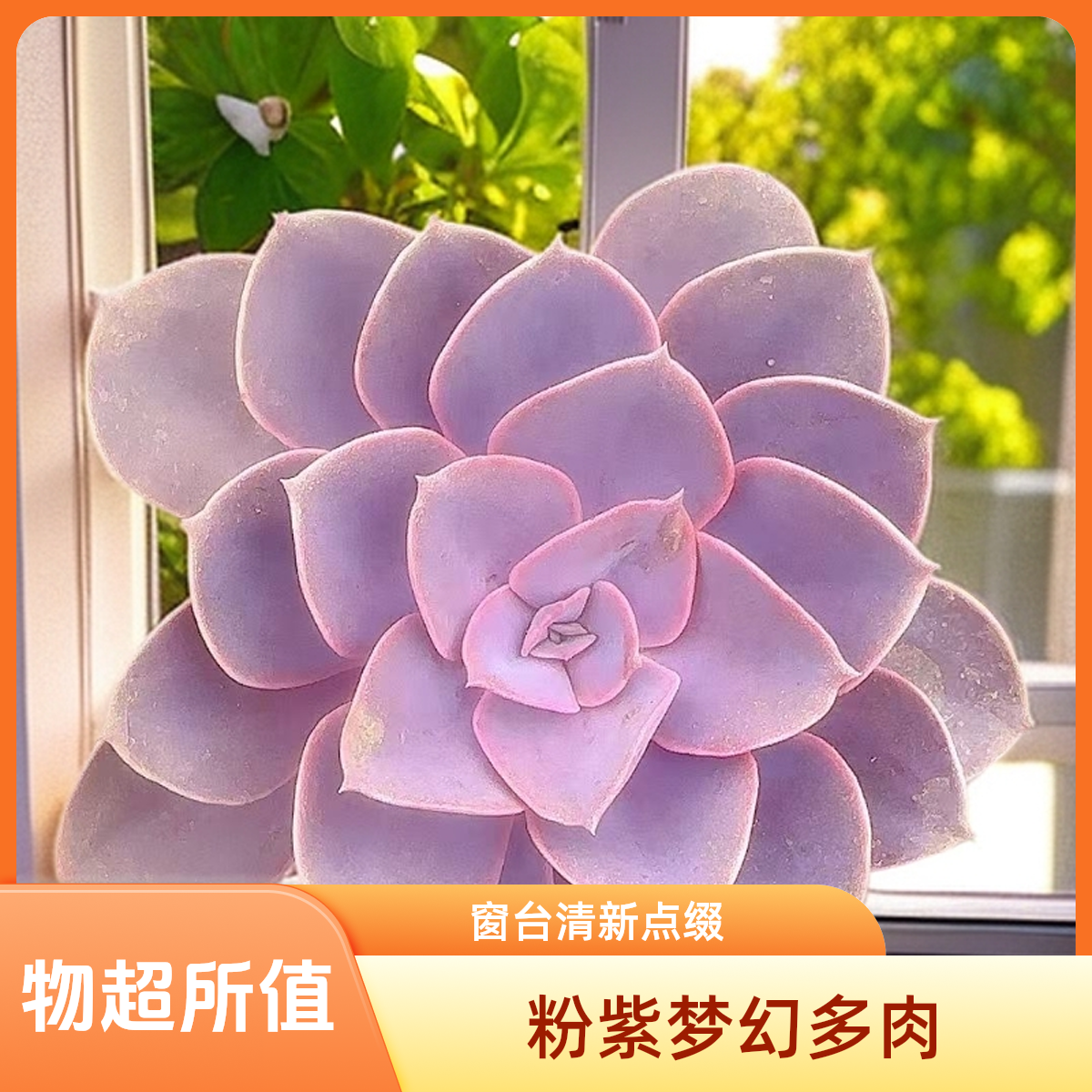 紫珍珠5颗脱土 灵峰多肉净化空气