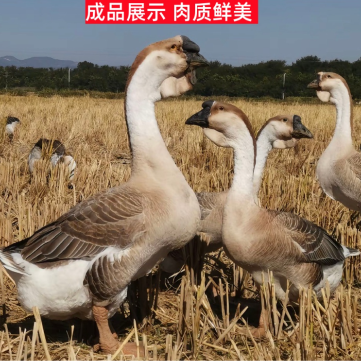 狮头鹅农村放养狮头鹅腿鹅腿质鲜美新鲜