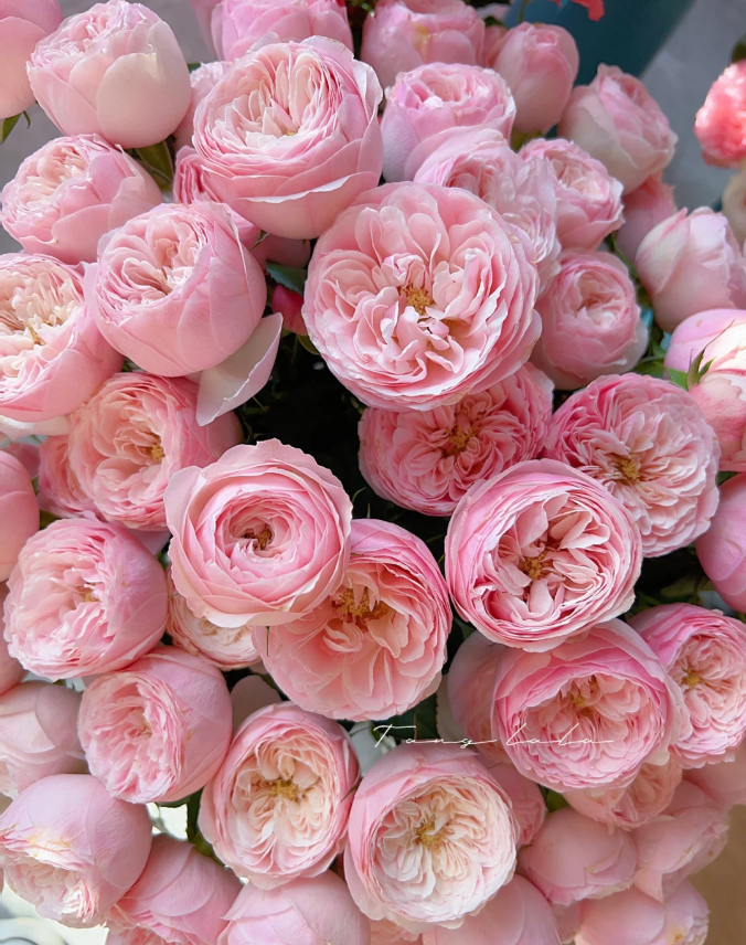 【楠桐玫瑰】酷皮 任拍满三单包顺空鲜切花10支装家居花店插花耐养