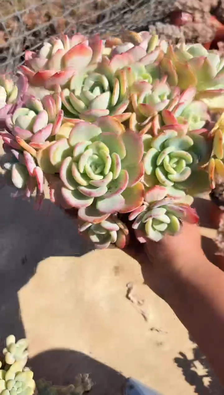 我**钱大白月光    