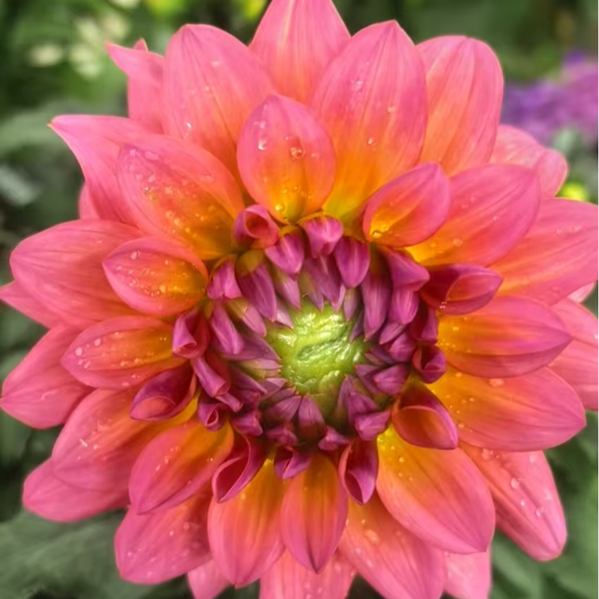 （粉黛）带花苞小丽花盆栽四季开花好养花卉适合阳台庭院种植