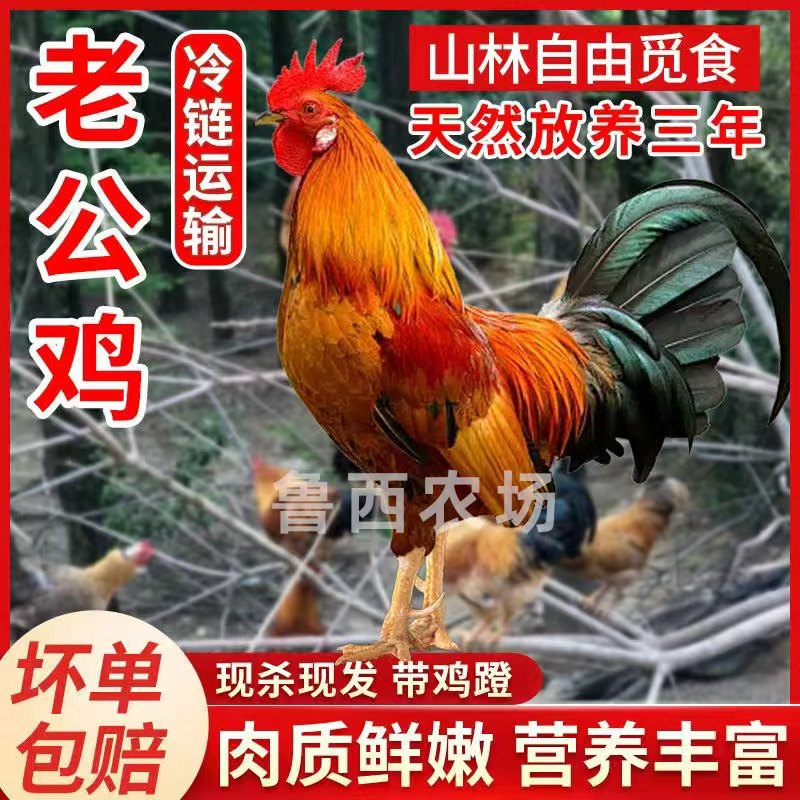  【鲁西1】农家放养3年老公鸡 新鲜现杀 一只净重4.5-5斤 带脚蹬