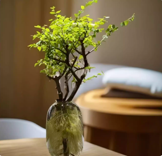 小叶女贞水培毛叶丁香老桩造型树澳洲丁香木四季常青观叶观茎植物