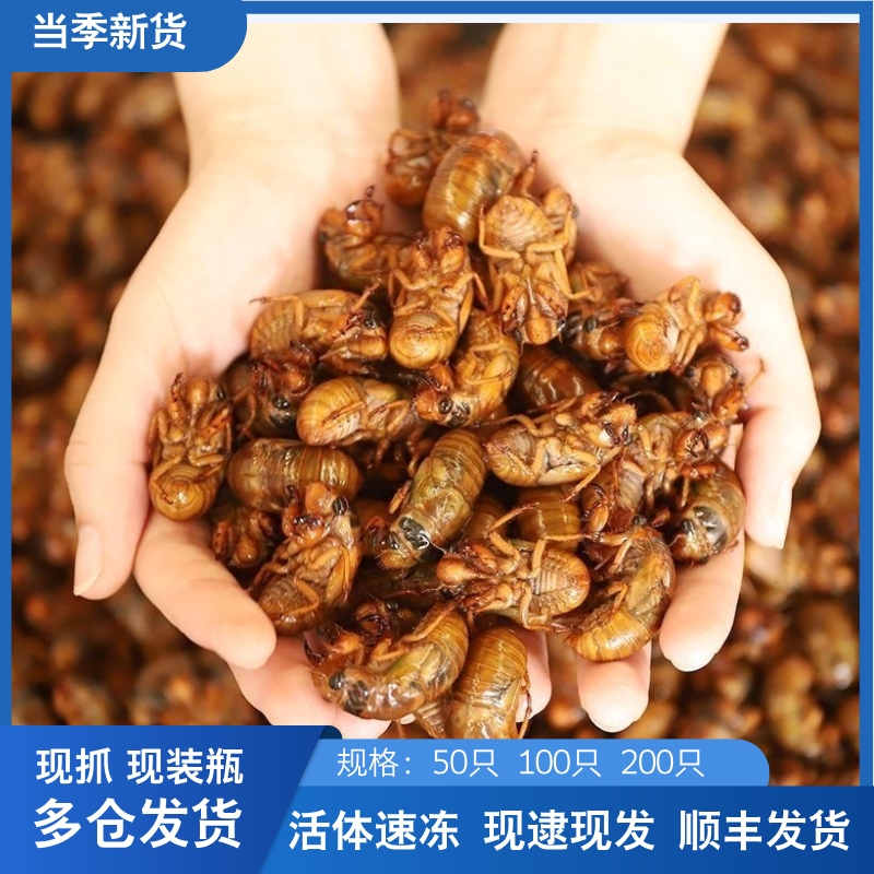 【A顺丰次日达】新鲜当季金禅知了 姐猴 爬叉速冻冷链发货