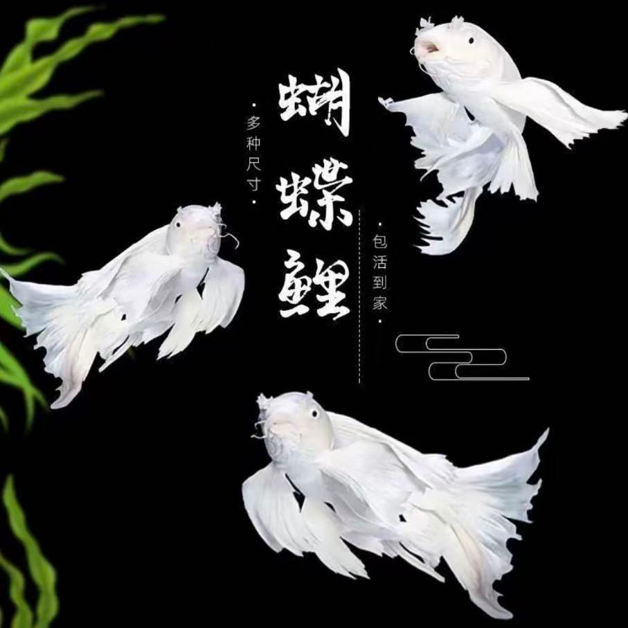 纯种白蝴蝶蝴蝶鲤锦鲤观赏鱼大鳍大尾淡水好养耐活