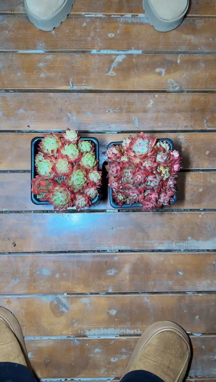 140#多头昌源珍妮群（12-15cm）脱土