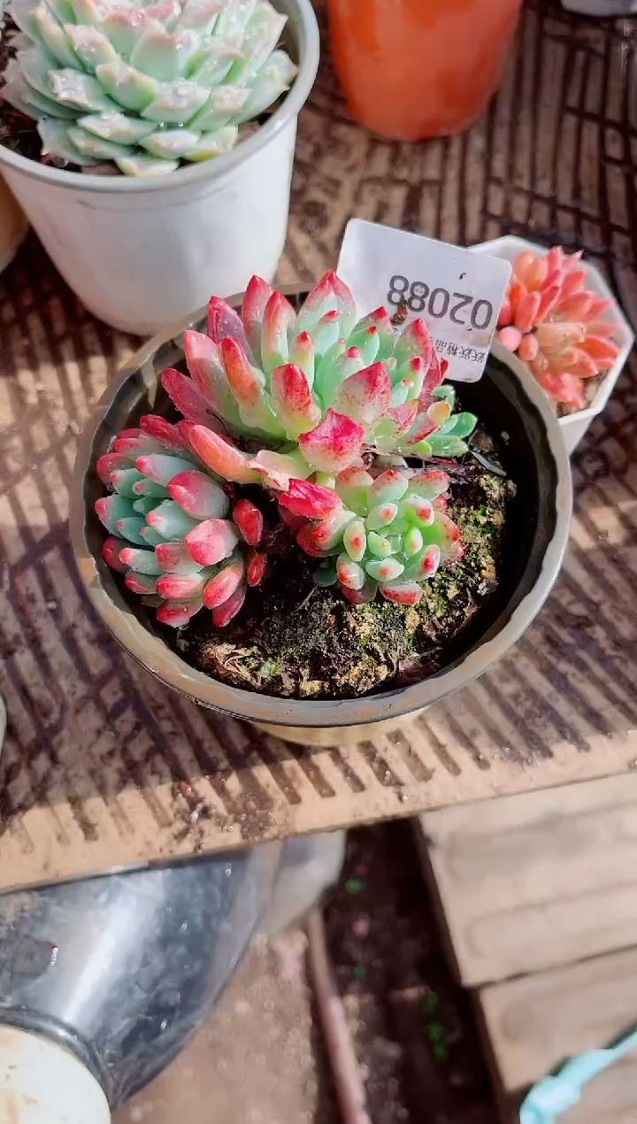 我**心跃跃精品多肉02088