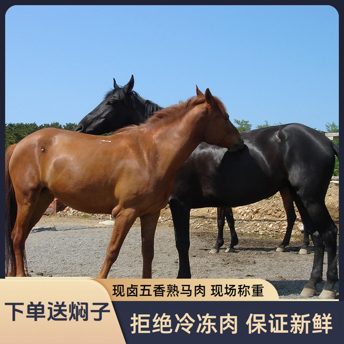 五香熟马肉【自己挑选部位，直播间称重改价】河北特产正宗每天现卤