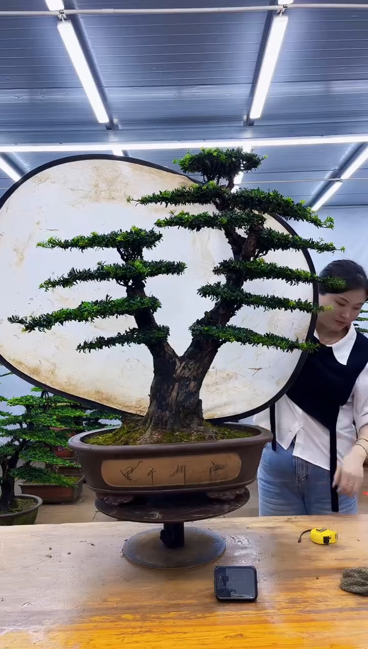 无花朵天**淡一物一拍，所见即所得
