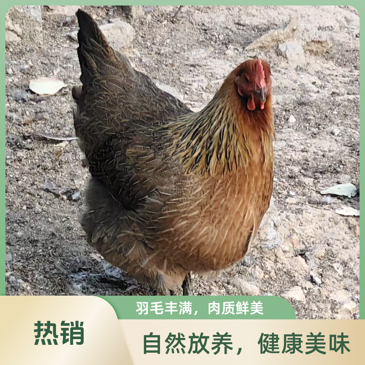 老母鸡/360天以上/活鸡约3斤