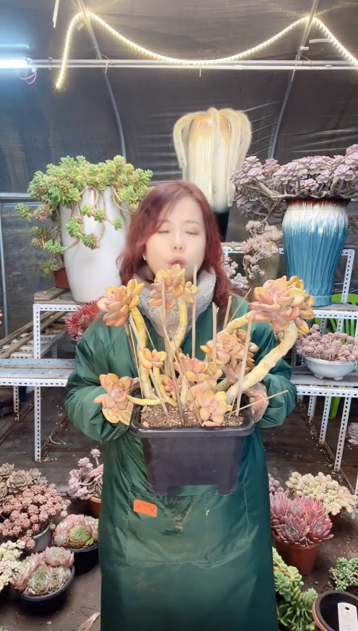 【闪购商品】一物一拍 金蝉 物流自理