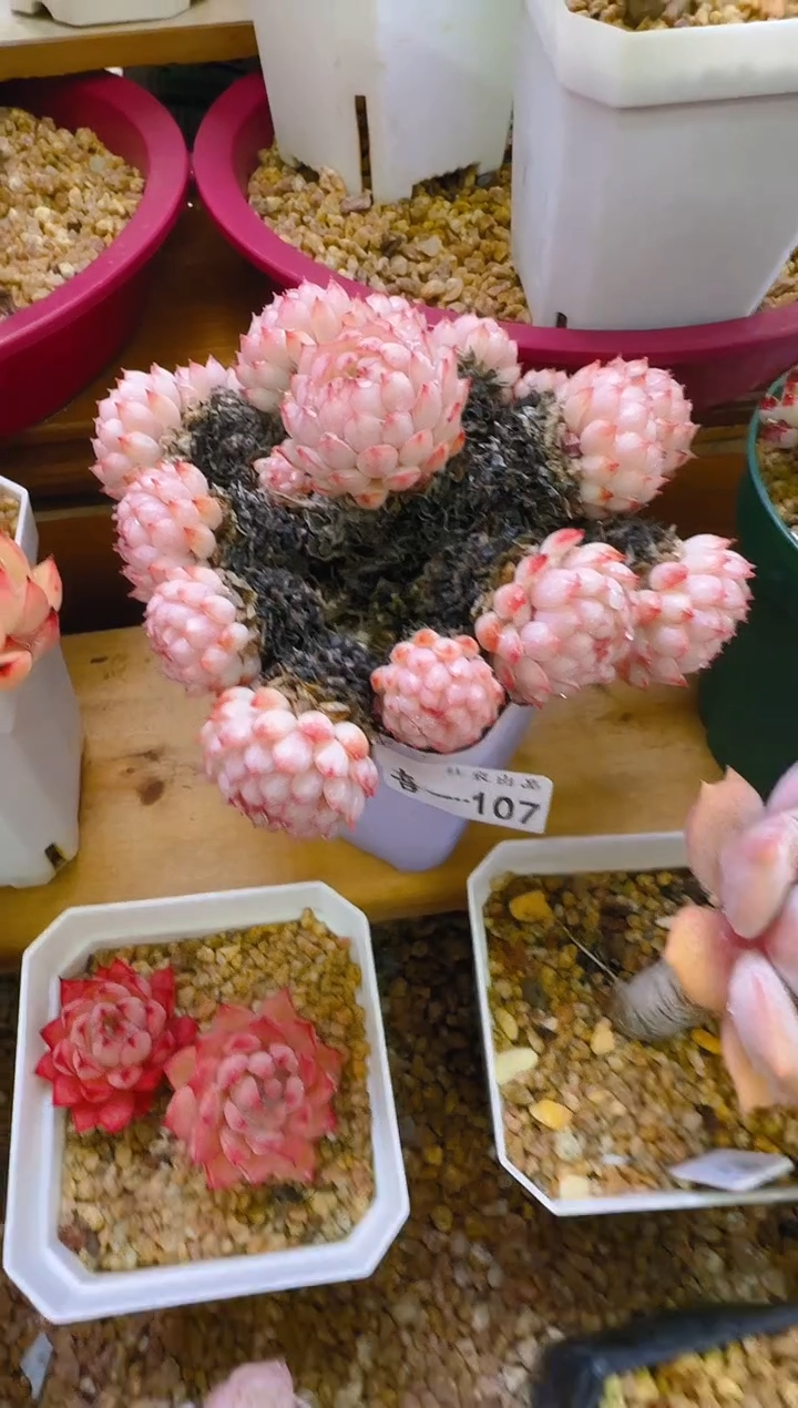 【闪购商品】喜—107—仙农(红三条）