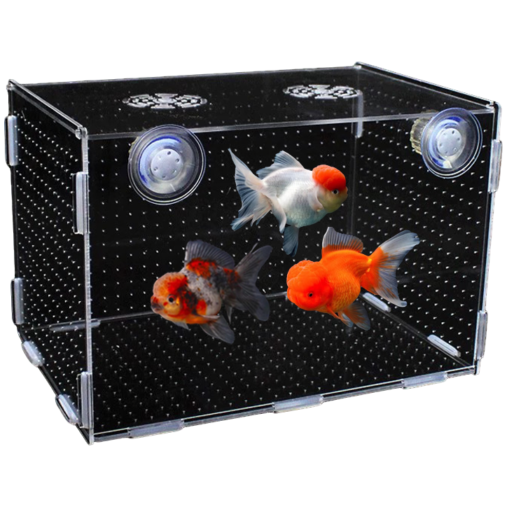 观赏鱼【无开箱不售后】精品金鱼直播间马印灯效果介意勿拍