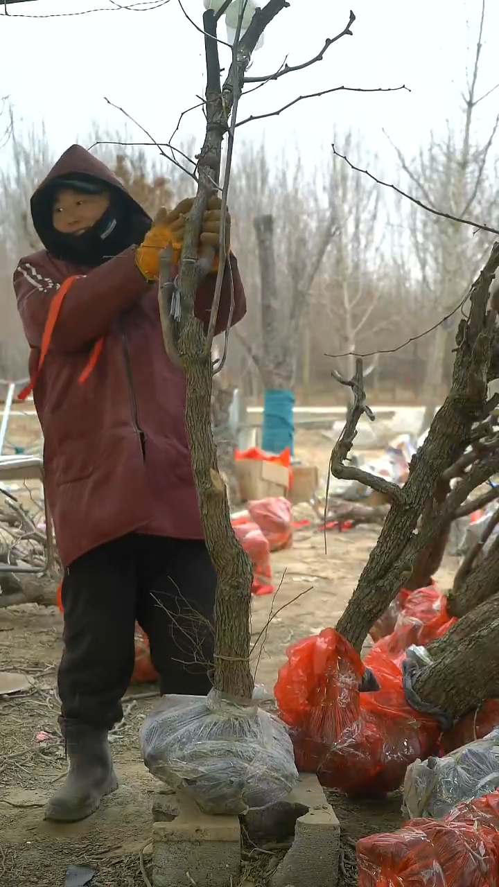 完全开放枣树925