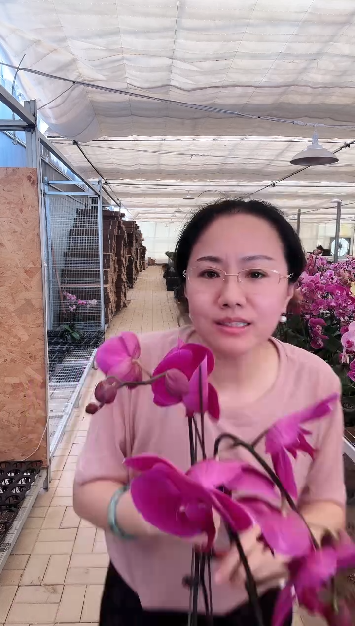 大部分花苞少量开放fx014 大辣椒2.8 杯