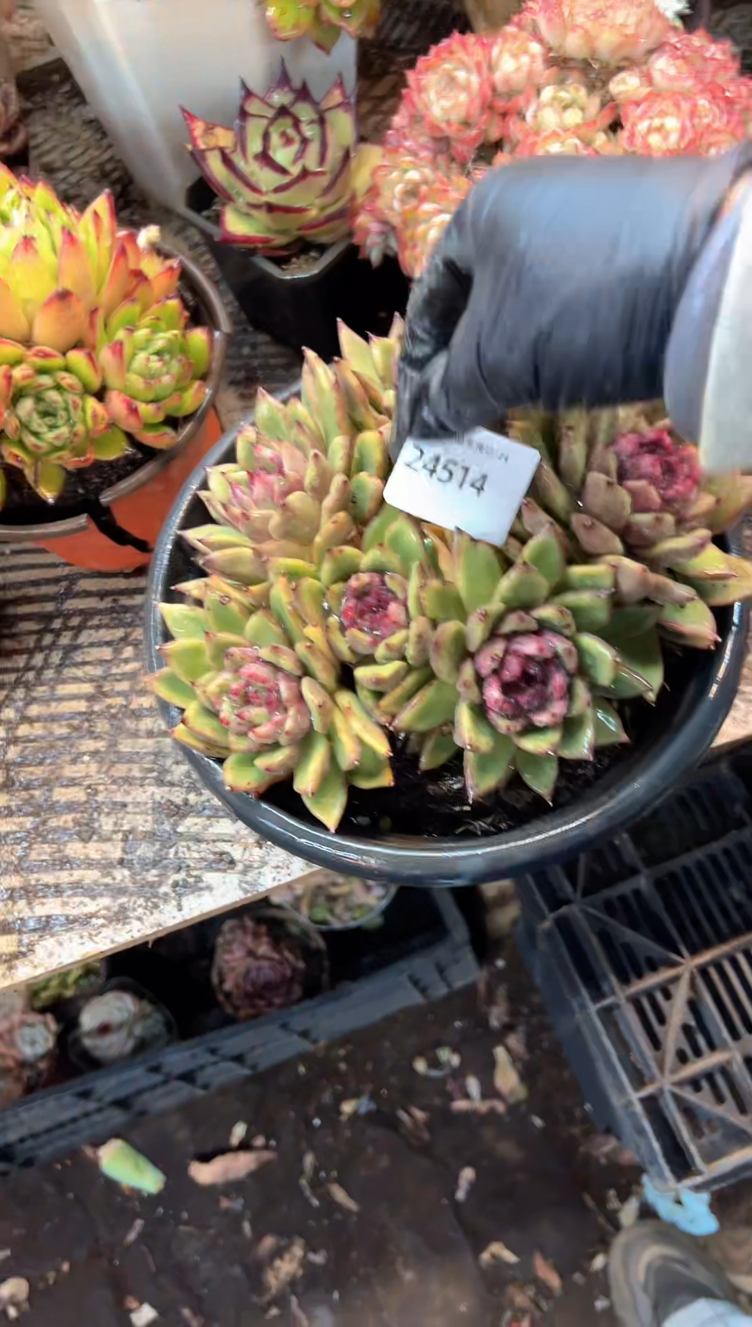 繁**锦多肉植物一物一拍24514