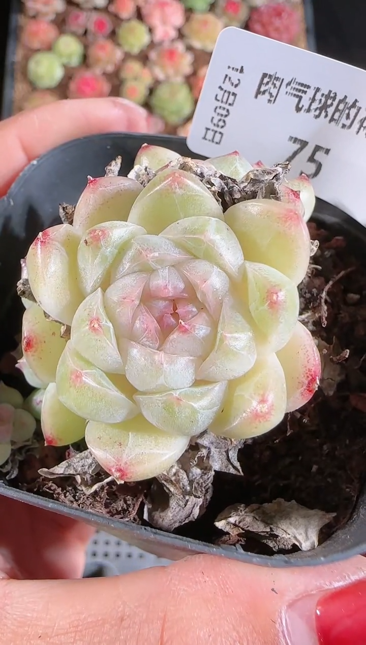 1209-75多肉群生不包整