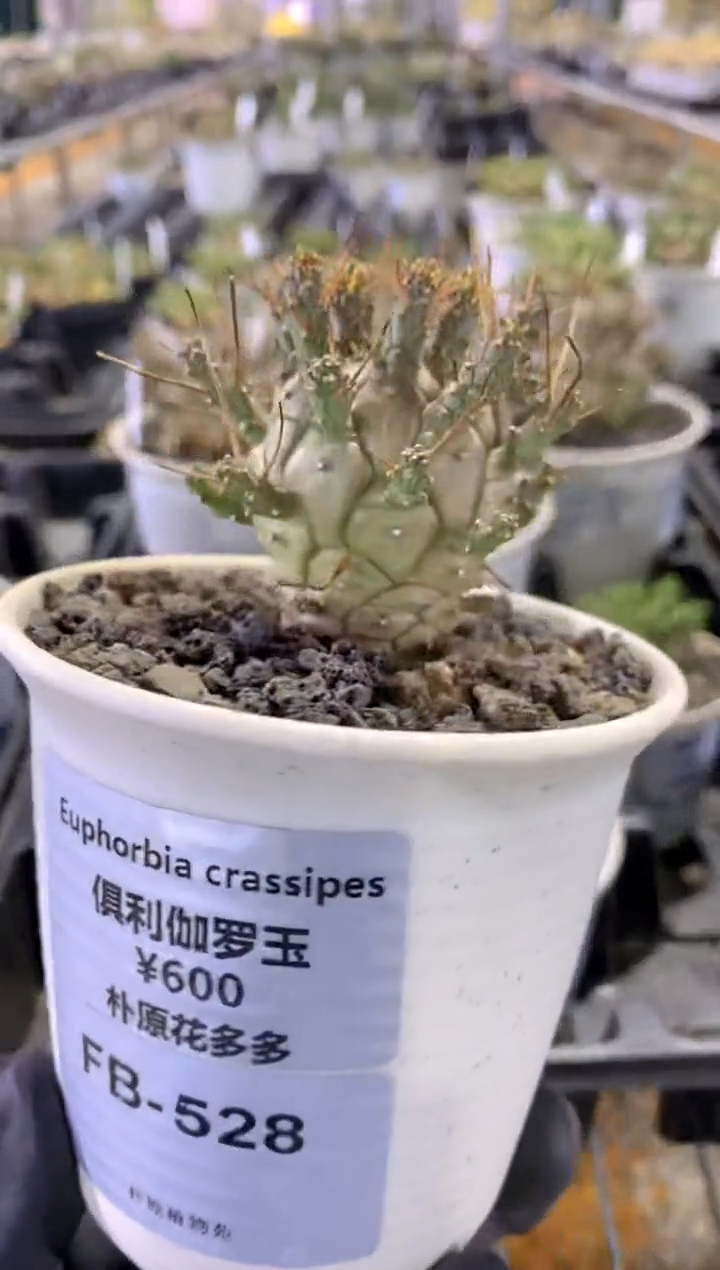 俱利伽罗玉FB-528