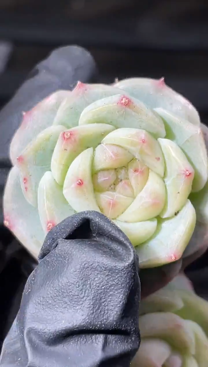 30-29 新珍妮2-3厘米量拍发一颗