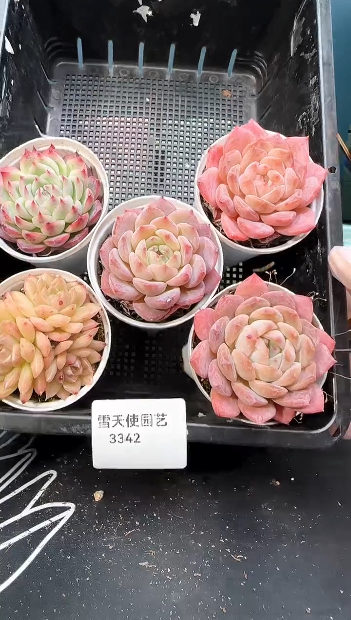 3 342   多肉5   颗