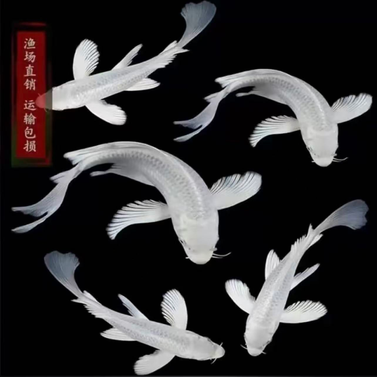 渔场直供12—18分普身白蝴蝶鲤锦鲤淡水观赏鱼好养耐活包邮