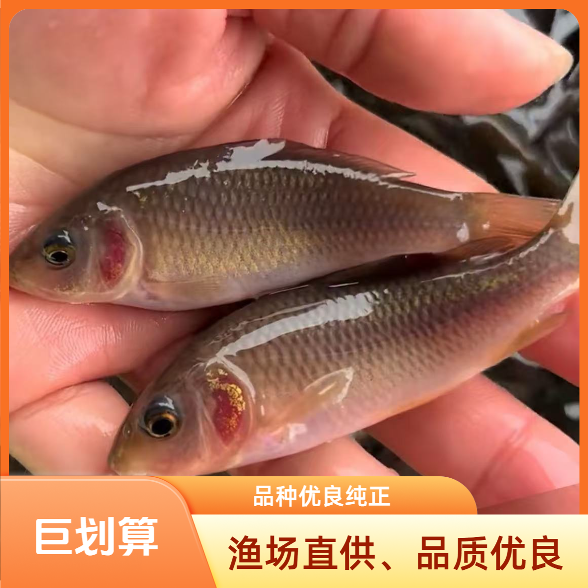 原生冷水观赏鱼 淡水鱼 好养易活 包运损