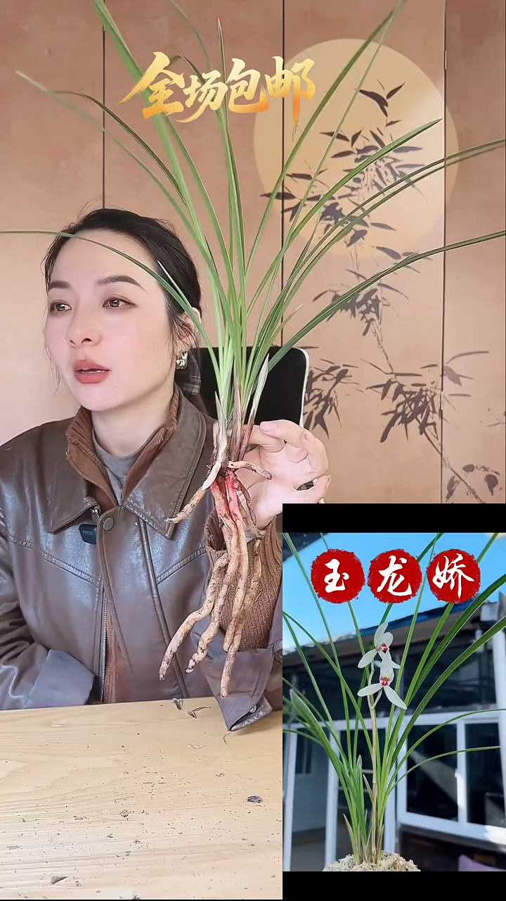 当前无花栽培后可以开花：玉龙娇