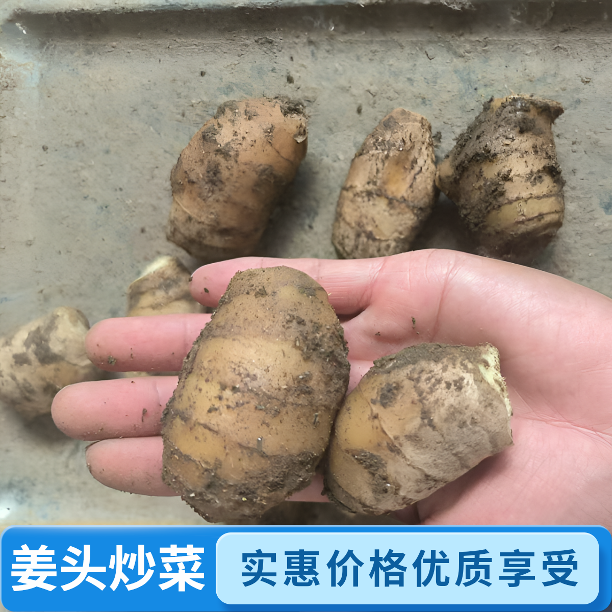 姜头炒菜炖汤商用新鲜现挖老姜山东大黄姜