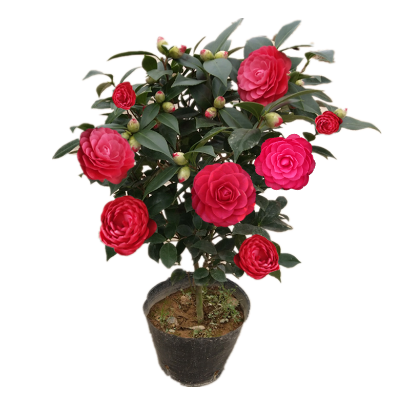 高大赤丹茶花盆栽四季常青好养易活适合庭院阳台