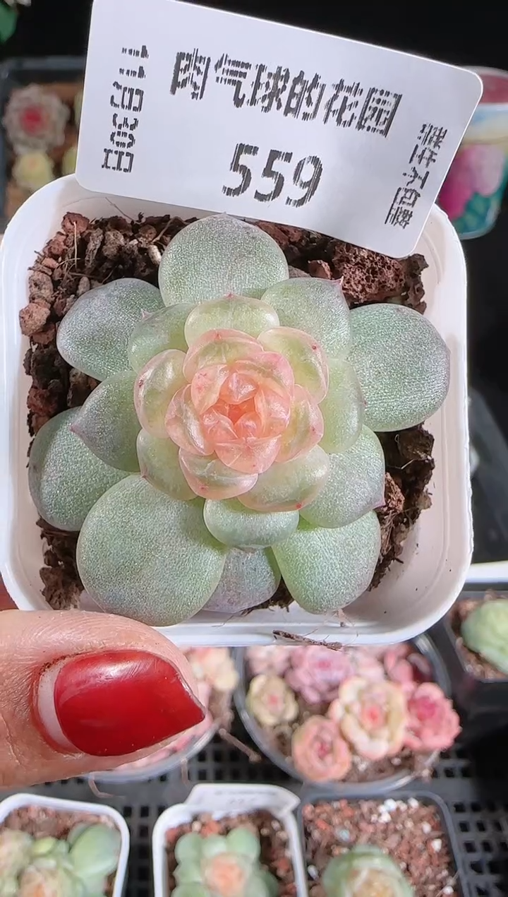 1130-559流莹多肉群生不包整