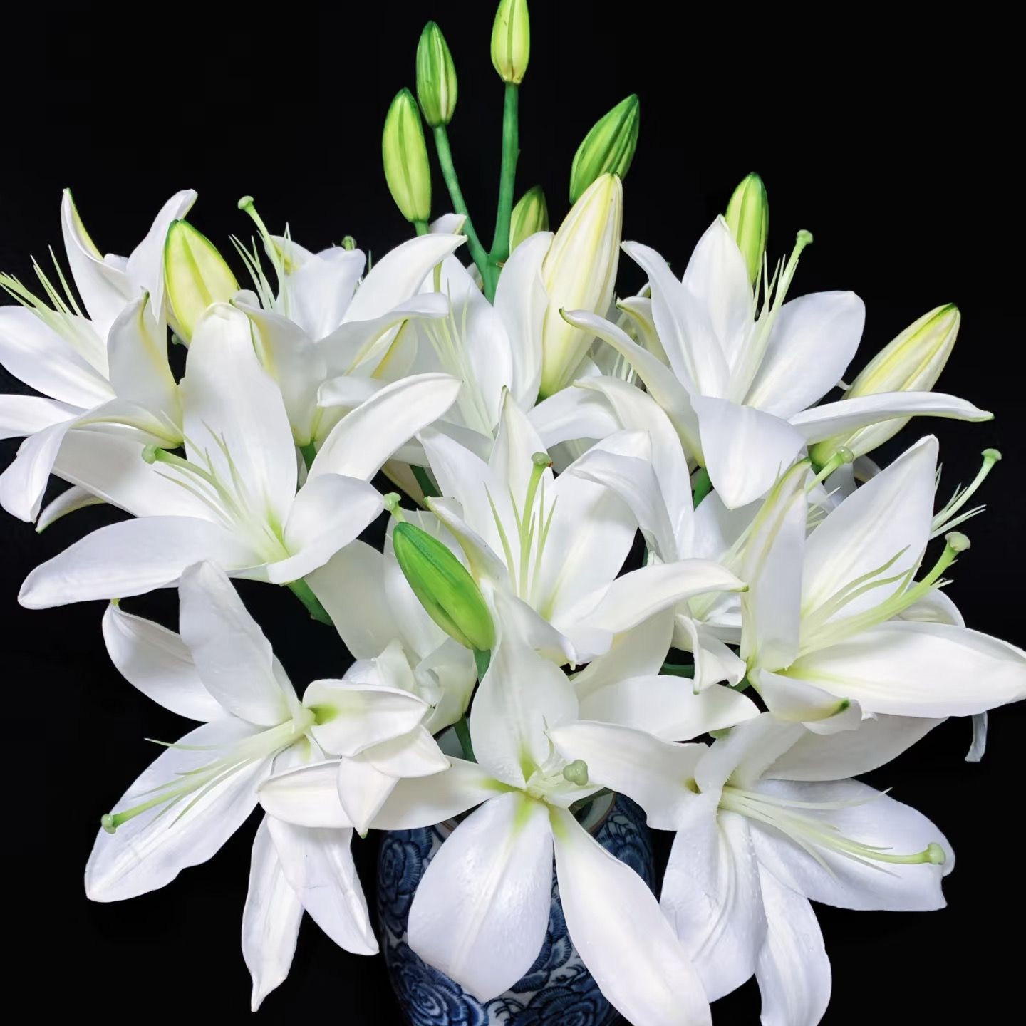 白天霸香水百合 【三单升级京东或顺丰】 云南基地直发